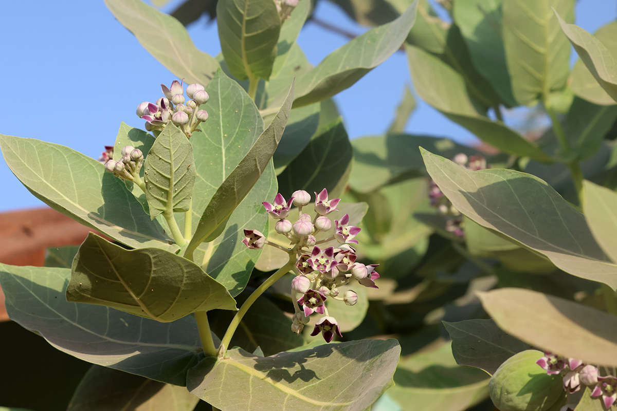 Calotropis procera